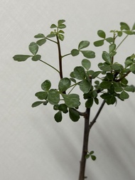 Commiphora kataf 卡塔夫正白皮橄欖（細葉），塊根植物，多肉植物，E➕