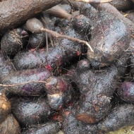 UBI BADAK PURPLE 1 KG