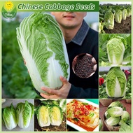 เมล็ดพันธุ์ ผักกาดขาวปลี เมล็ดพันธุ์ผักกาดขาว บรรจุ 200 เมล็ด Chinese Cabbage Seeds F1 Vegetable Seed เมล็ดพันธุ์ผัก เมล็ดพันธุ์พืช ผักสวนครัว ผักออร์แกนิก บอนไซ พันธุ์ผัก เมล็ดบอนสี ผักสวนครัว ต้นไม้มงคล เมล็ดผัก ปลูกง่าย คุณภาพดี ราคาถูก ของแท้ 100%