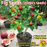 100% Original Sweet Fig Seeds for Sale (Fresh 200pcs Seeds) Biji Buah Ara Biji Benih Buah Buahan Edi