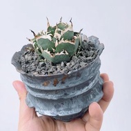 精品龍舌蘭｜黑帝斯 (Agave titanota ’Hades‘) ｜———｜塊根植物｜象牙宮｜龜甲龍｜曲刺妖炎｜橄欖｜象足漆樹｜多肉植物｜龍舌蘭｜嚴龍｜
