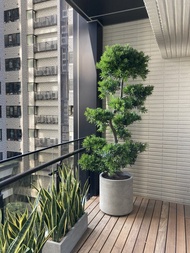 【高光植栽】蘭嶼羅漢松(層次) |　水泥圓柱　(訂製請洽客服)