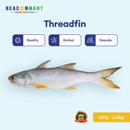[Beacon Mart] Fresh Frozen Threadfin Whole Fish | Wild Caught Sabah | Gutted | Ikan Senangin Segar |