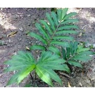 Herba Bonglai(Anak Pokok)