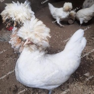 Ayam Poland Sepasang Indukan Produksi atau Siapan - Ayam Poland Hias