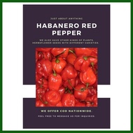 ⚽︎ △ ✤ Red Habanero Pepper Seeds for Planting (4 seeds)