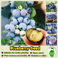 30 Seeds/pack Sweet Blueberry Seeds for Planting Biji Benih Blueberry Benih Pokok Buah Blueberry Fru