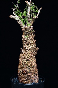 (HOLD 已保留至25/4, SORRY) (357) 列加氏漆樹　The elephannnt tree/ Operculicarya decaryi /  塊根植物 Caudex / 另售象牙宮