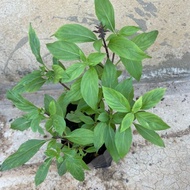 Pokok Selasih / Thai Basil