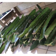 ANAK BENIH BUAH NAGA MERAH