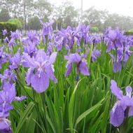 ของแท้ 100% เมล็ด (100 pcs Blue Iris lactea Flower Seeds)เมล็ดพันธุ์ดอกไอริสสีน้ำเงินกระถาง Phalaeno