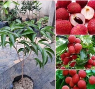 Bibit leci merah tanaman buah leci merah cangkok bibit leci unggul
