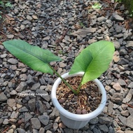 alocasia bisma variegated