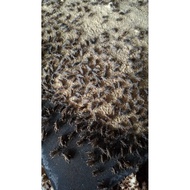 NATURAL CRICKET EGGS 3 OZ