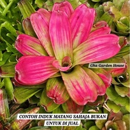 Neo Passion Pink Lotus Form / Gha Garden House