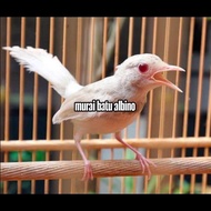 Telur fertil siap tetas murai batu albino 2 butir 100% garansi menetas