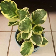 Tanaman Hias Peperomia varigata/Tanaman Dolar