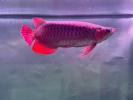 Ikan Arwana Super Red 38CM Sertifikat + CIP itiolung