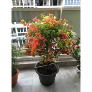 Bougainvillea Tri Color Pokok Bunga Kertas Kahwin 3 Warna Kacukan