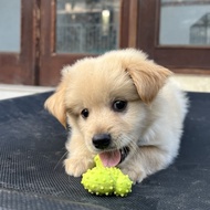Anak Anjing Golden Retriever mix Kintamani