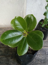 INDOOR OUTDOOR REAL PLANT OR LIVE PLANT - FICUS NANA  UPROOTED &amp; READY TO PLANT MONEY TREE