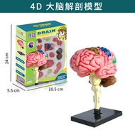 3D Human Body Brain Anatomy Model Human Brain Neurodynamic Brain Stem Brain Vascular Children's Educ