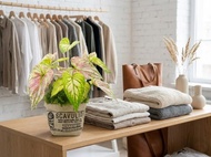 城市綠意彩葉芋工業布紋袋盆栽/春節/過年/新春/送禮/祝賀