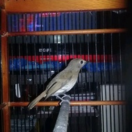 Burung Srdc Ori Bali Gacor