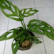 tanaman janda bolong / pohon monstera janda bolong / Philo janda bolong