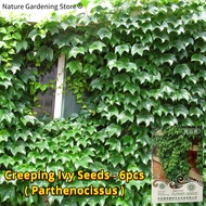 เมล็ดพันธุ์ พาร์เธโนซิสซัส บรรจุ 6 เมล็ด Parthenocissus Seed Creeping Ivy Plant Flower Seeds เมล็ดดอกไม้ เมล็ดบอนสี เลียนาส ต้นไม้มงคล บอนสี ดอกไม้ปลูกสวยๆ เมล็ดพันธุ์ดอกไม้ ไม้ประดับ พันธุ์ดอกไม้ ต้นบอนสี ดอกไม้ปลูก แต่งบ้านและสวน ปลูกง่าย อัตรางอกสูง
