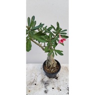 POKOK BUNGA KEMBOJA ADENIUM