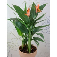 TANAMAN HIAS PISANG HELICONIA BUNGA MERAH / ORANGE - TANAMAN HIAS HIDUP PISANG HELICONIA