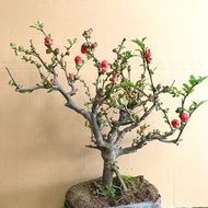 With Bud Four Seasons Begonia Double Petal Potted Plant Longevity Crown Begonia Indoor and Outdoor P