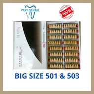 Gigi Palsu Caiyu Depan Atas 1 BoxKotakDus Size 501 dan 503 Ukuran