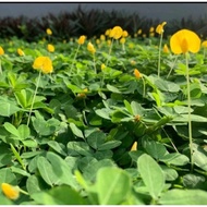 kacang Pintoi/Arachis