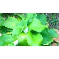 pokok cekur ulam cekur/herba/benih cekur berpolybag