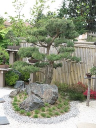 Berjaya Plant Nursery - Anak Pokok Podocarpus Macrophyllus/罗汉松(Pokok Hidup/Pokok Hiasan Luar Rumah/Outdoor Plant)