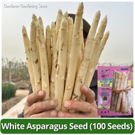 High Yield White Asparagus Seeds Vegetable Seeds for Pot Planting (10 Seed) 白芦笋种子 Fresh Organic F1 A