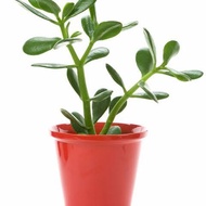 Tanaman succulent jade plant