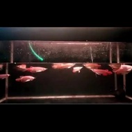 (Aquarium) ikan arwana/arowana super red baby 10cm