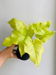 [SALE] Philodendron warscewiczii aurea 黃金春羽蔓綠絨