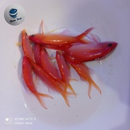 Ikan Hias Laut | Anthias Gadis | Pseudanthias dispar
