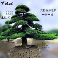 Podocarpus Podocarpus Podocarpus Pokok Cerucuk Lanskap Vila Asas Halaman Rumah Jualan Langsung Malar Hijau Empat Musim P