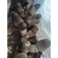 KABUTENG SAGING SEEDS