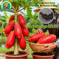 100% Original Sweet Red Papaya Seeds for Sale (High Germination 10pcs) 木瓜种子 Red Lady Dwarf Papaya Se
