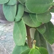Pokok Ara[Ficus micmrochapra]Hiasan menarik,hidup lama dan boleh dibuat bonsai.