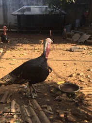 Ayam Kalkun 7 Bulan Sepasang