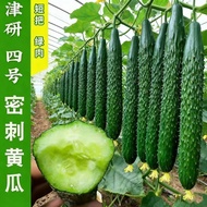 Four Seasons Seeds Cucumber Seeds Four Seasons Sowing Cucumber Seeds Southern Courtyard Seasonal Cuc