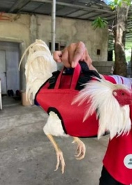 Cock bag/catch bag for gamefowl accessories