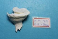 superlin30 a157-0301 瑪娃花仙螺 (31*31*28 mm)